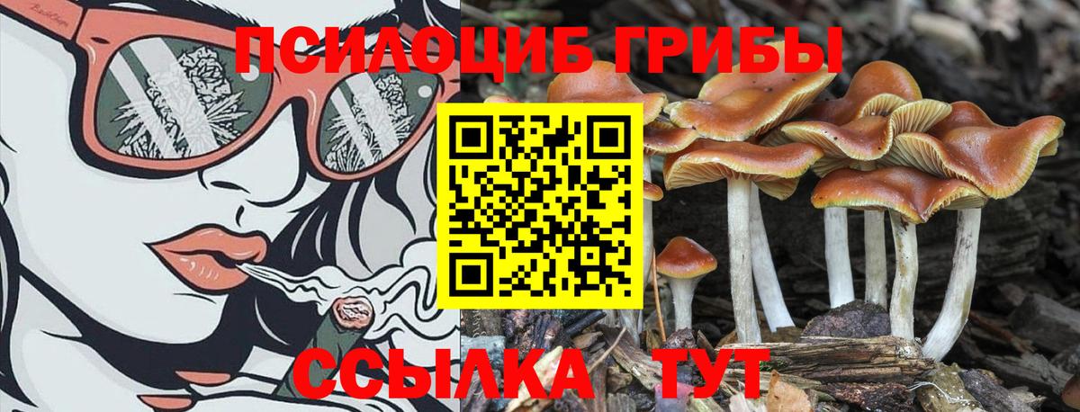 Галлюциногенные грибы прущие грибы  Вход с VPN  Сегежа 